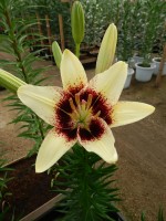 [4014 Black Spider No02.JPG]